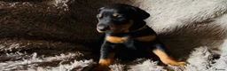 Dobermann dogs for sale: Beautiful Dobermann puppies  - Advert 2