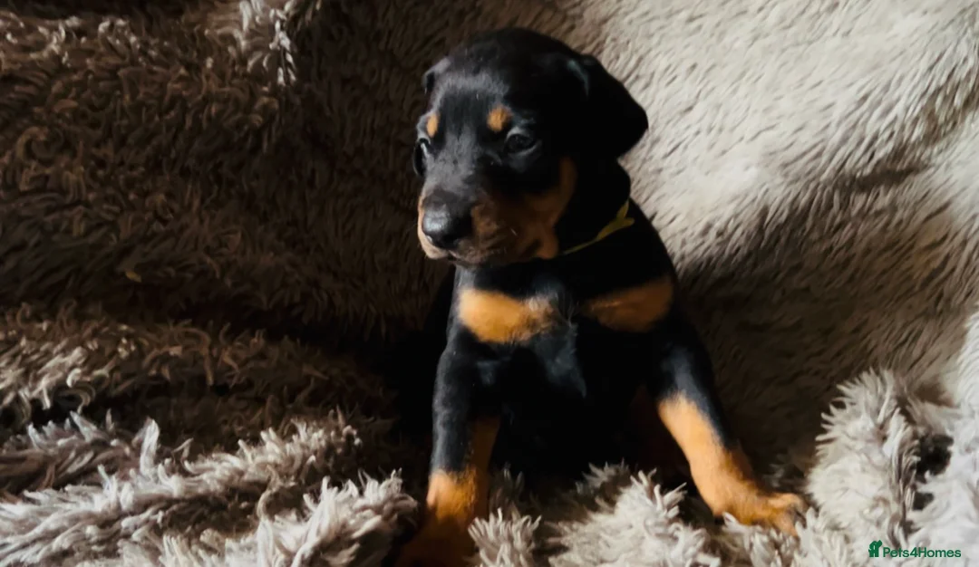 Dobermann dogs for sale: Beautiful Dobermann puppies  - Advert 2
