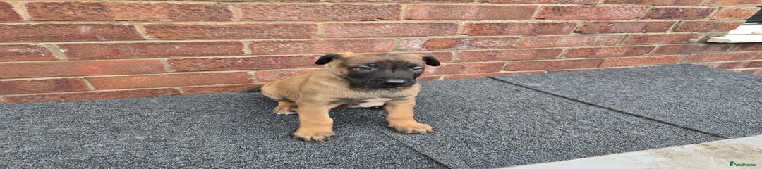 Belgian Shepherd Dog Puppy 3
