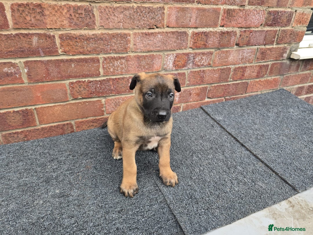 Belgian Shepherd Dog dogs for sale: Belgian Shepherd puppies - Advert 11