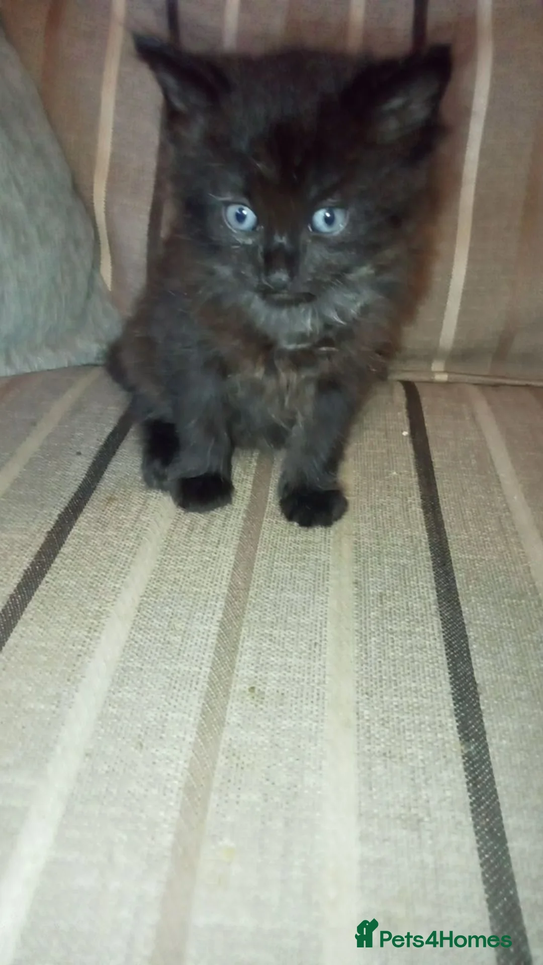 Mixed Breed cats for sale: 4 beautiful kittens looking for the forever home  in Bristol - Advert 7