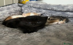 Mixed Breed cats for sale: 3 mixed breed kittens available - Image 3