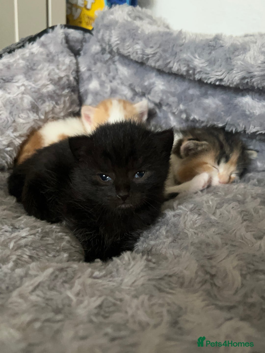 Mixed Breed cats for sale: 3 mixed breed kittens available - Image 3