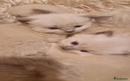 Ragdoll cats for sale: Gorgeous Ragdoll Kittens  - Image 7
