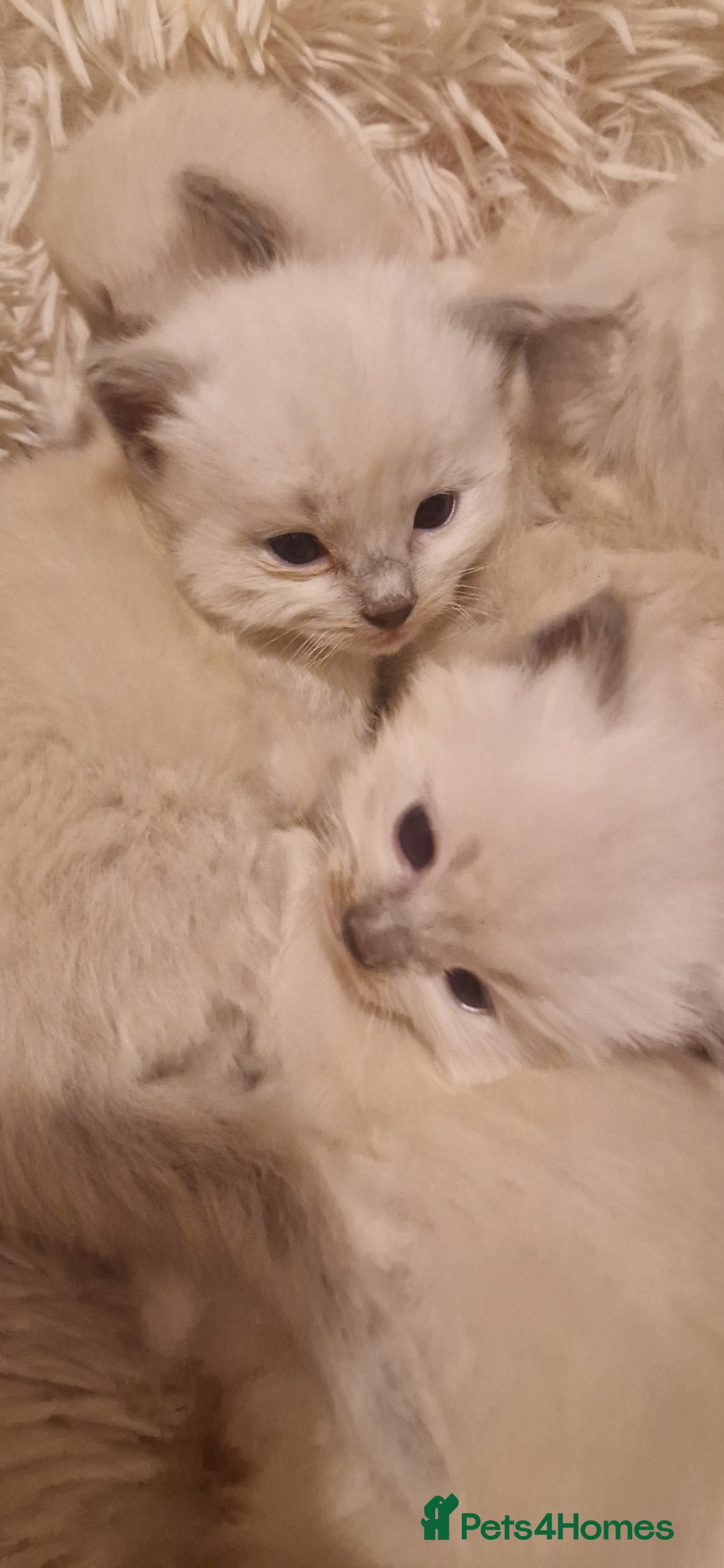 Ragdoll cats for sale: Gorgeous Ragdoll Kittens  - Image 7
