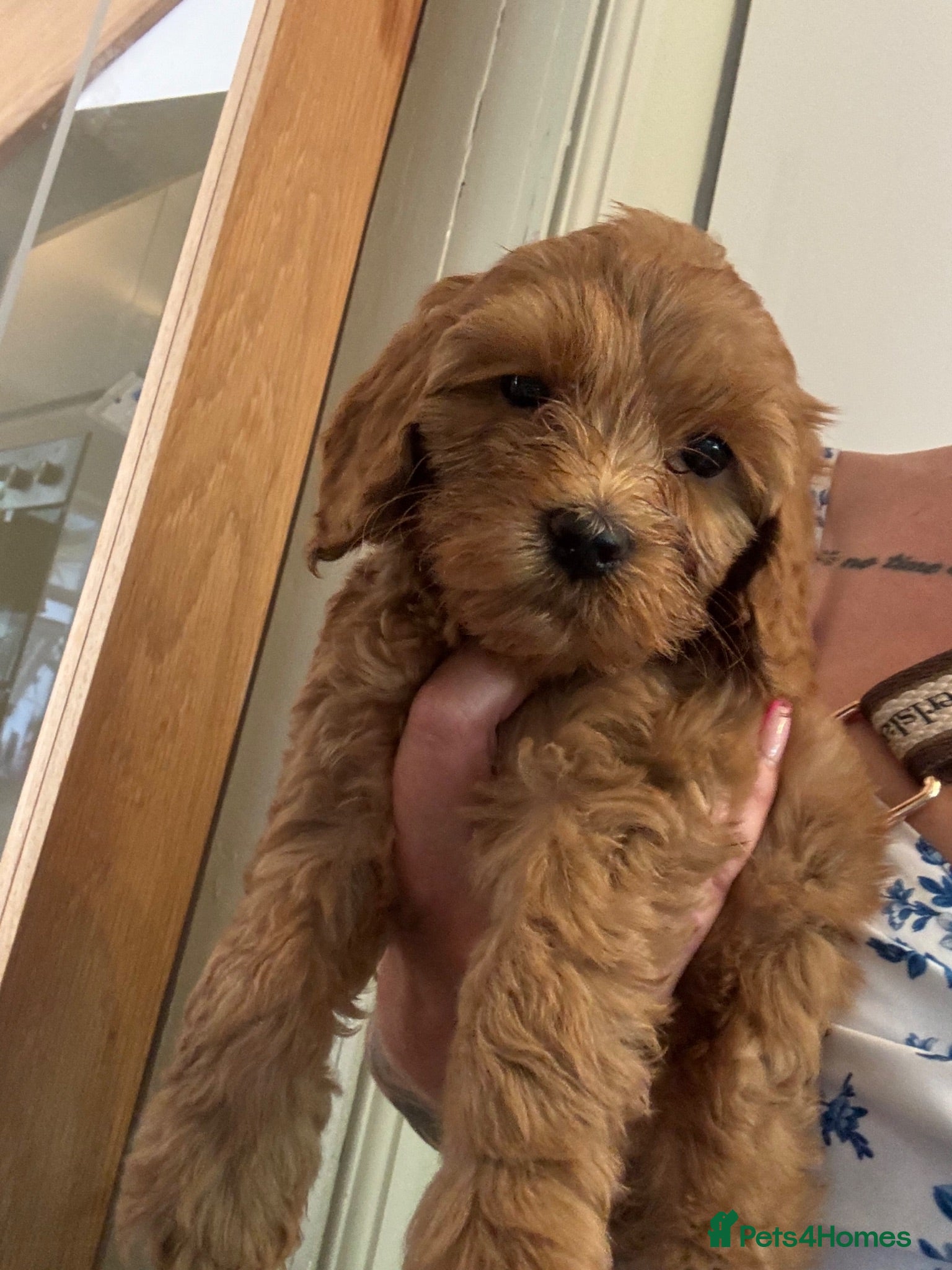 Cockapoo dogs Stunning home reared F1B cockapoos - Advert 18