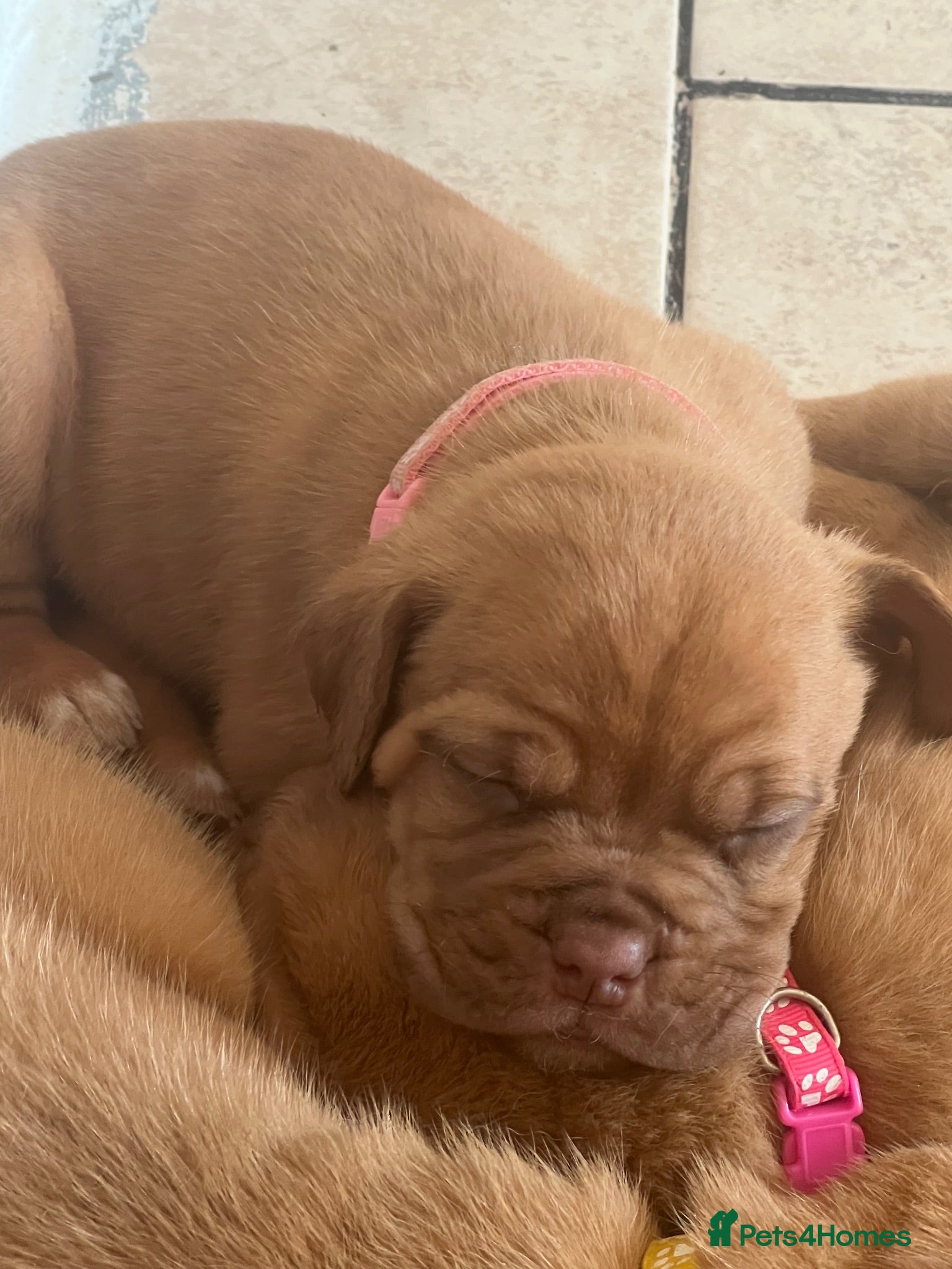 Dogue De Bordeaux dogs Dogue de Bordeaux pups - Advert 4
