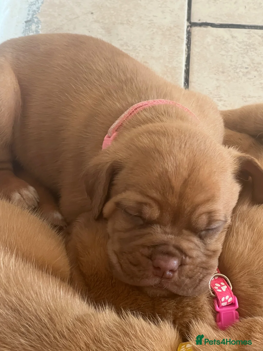 Dogue De Bordeaux dogs for sale: Dogue de Bordeaux pups in Croydon - Advert 1