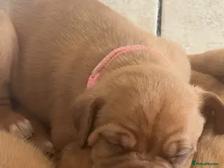 Dogue De Bordeaux dogs Dogue de Bordeaux pups - Advert 4