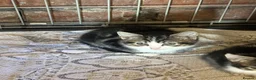 Mixed Breed cats for sale: Mixed breed X Mainecoon - Advert 8