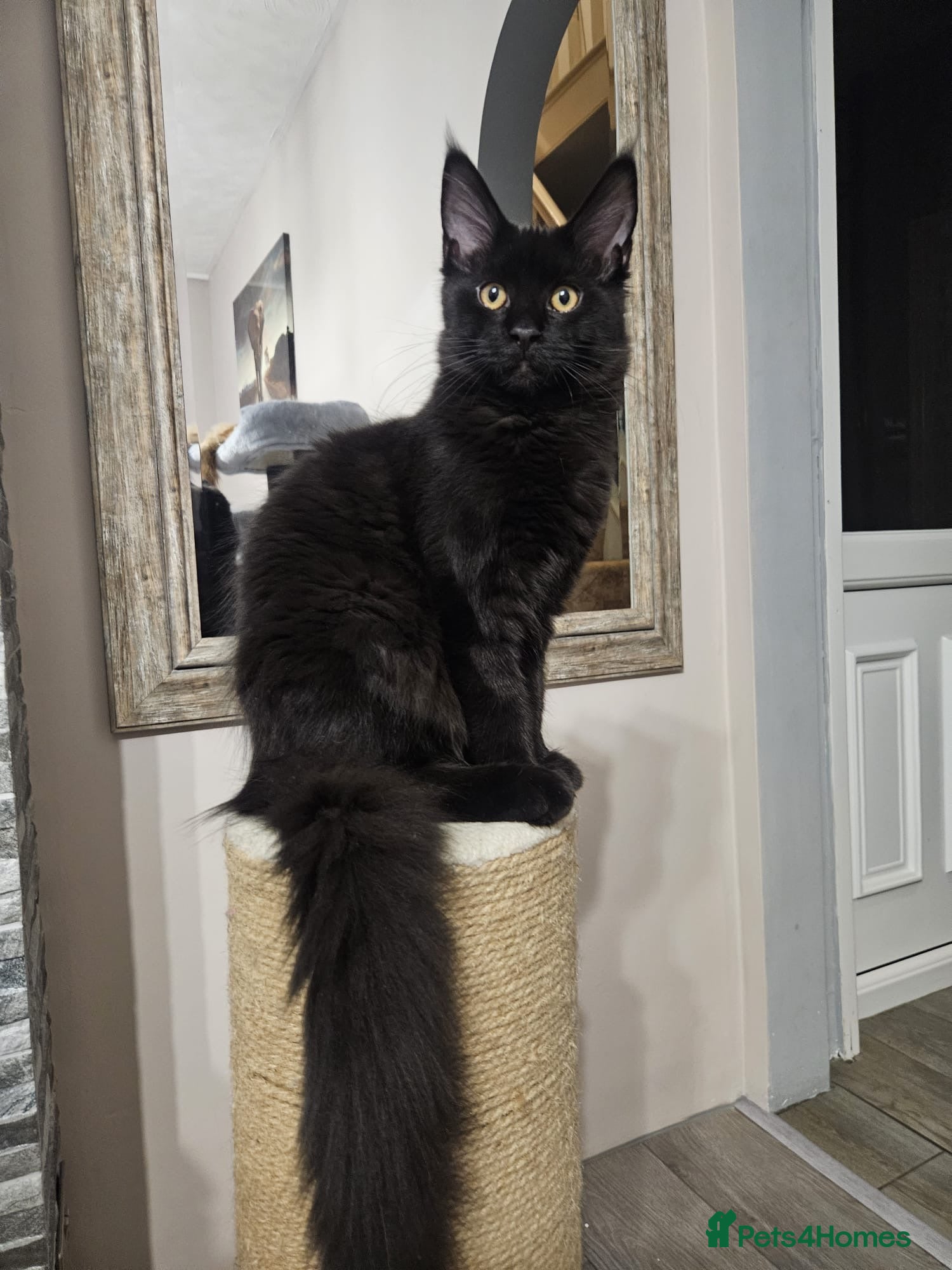 Maine Coon cats ✨7 Pure Bred Maine Coon Kittens✨ - Advert 17