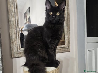 Maine Coon cats ✨7 Pure Bred Maine Coon Kittens✨ - Advert 7