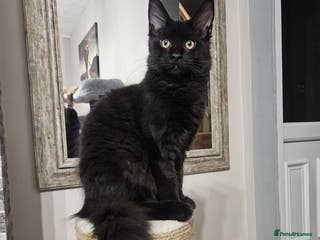 Maine Coon cats ✨7 Pure Bred Maine Coon Kittens✨ - Advert 4