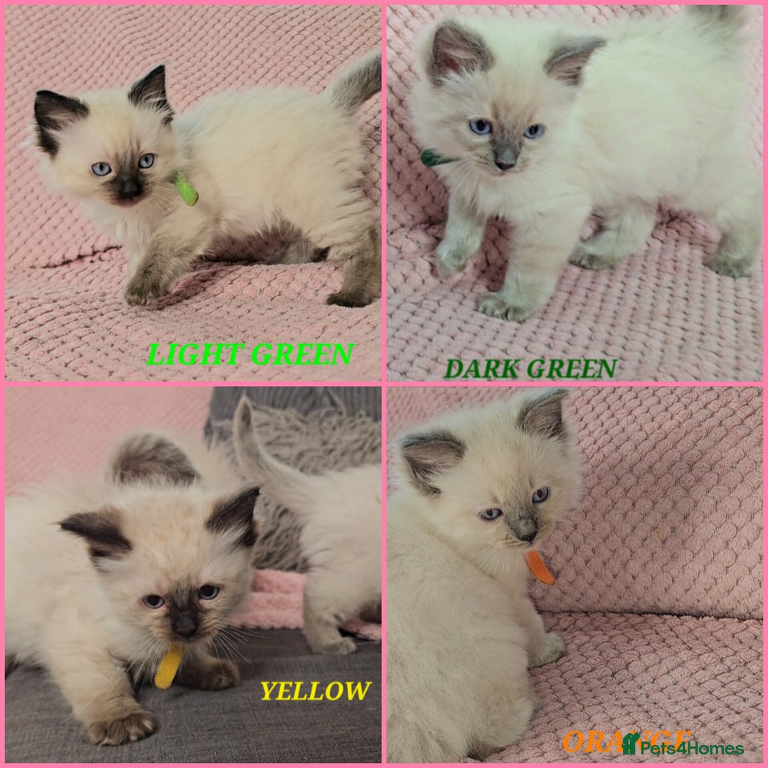 Ragdoll cats for sale: Ragdoll girl chocolate point & blue point - Advert 1
