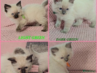 Ragdoll cats Ragdoll girl chocolate point & blue point - Advert 5