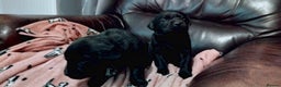 Labrador Retriever dogs for sale: Gorgeous KC registered Labrador puppies  - Advert 3