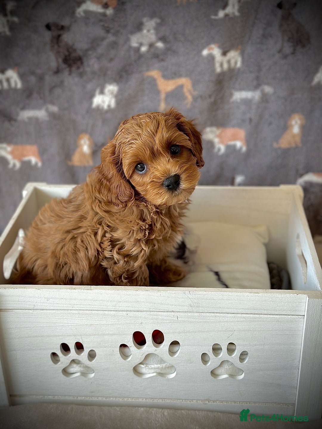 Cavachon dogs for sale: Cavapoochon pups for sale - Advert 6