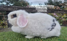 Mini Lop rabbits for sale: Various Adult  Mini Lop Female  - Image 1