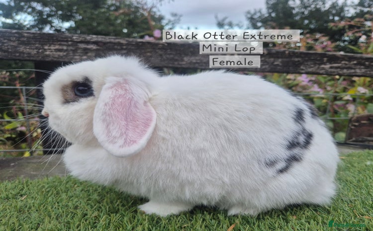 Mini Lop rabbits - Advert 13