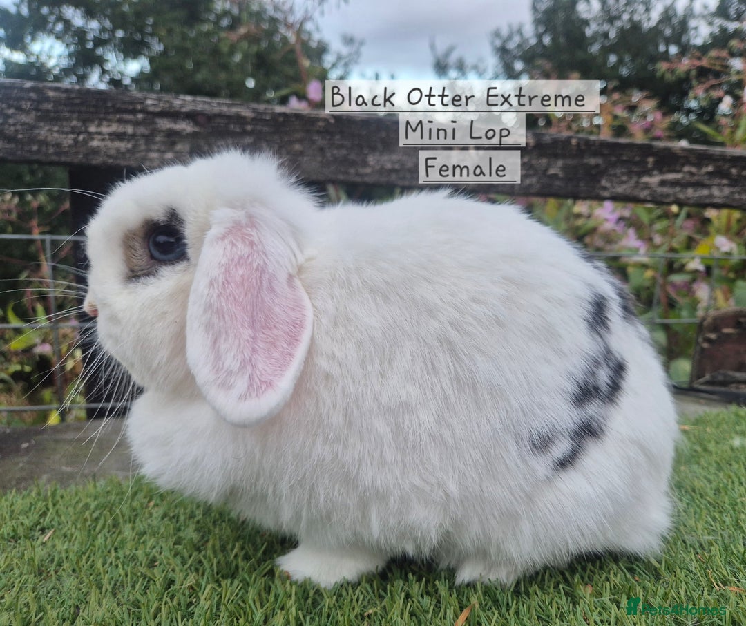 Mini Lop rabbits for sale: Various Adult  Mini Lop Female  - Image 1