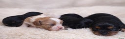 Cavalier King Charles Spaniel dogs for sale: Beautiful Cavalier King Charles Spaniel Puppies - Advert 6