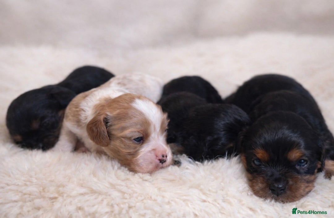 Cavalier King Charles Spaniel dogs for sale: Beautiful Cavalier King Charles Spaniel Puppies - Advert 6