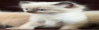Ragdoll Kitten 1