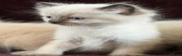 Ragdoll cats for sale: Beautiful Seal Point Kittens - Advert 5