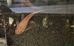 Plecos fish for sale: Pleco FREE to rehome - Advert 1