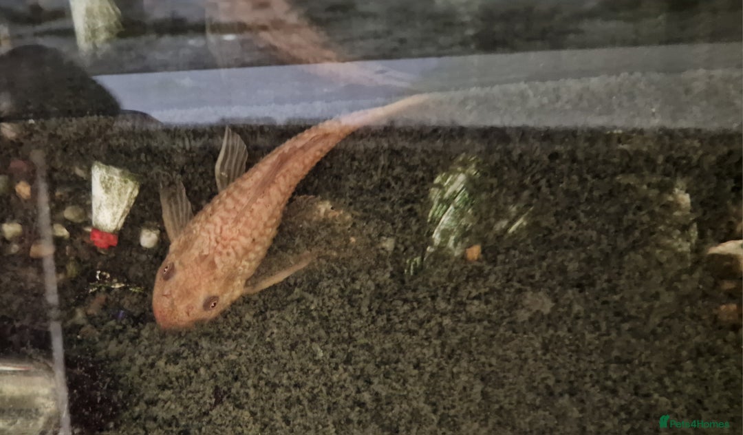Plecos fish for sale: Pleco FREE to rehome - Advert 1