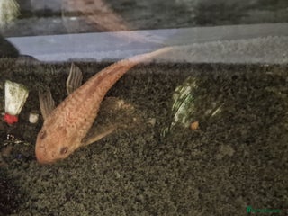 Plecos fish Pleco FREE to rehome - Advert 4