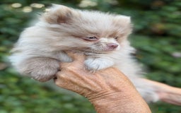 Pomeranian dogs for sale: BEAUTIFUL POMERANIAN BOY PUPPIES  in Ongar - Image 5