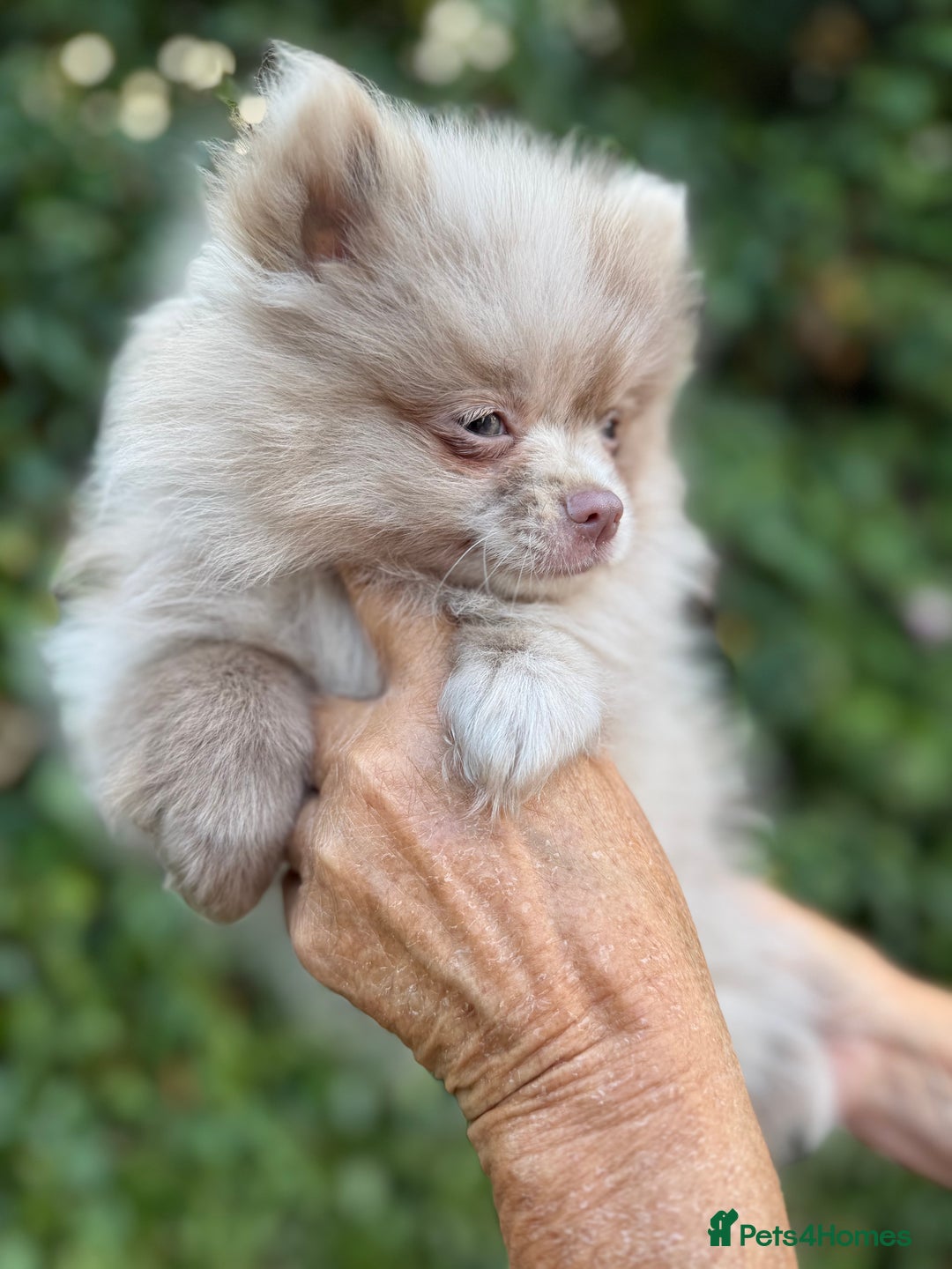 Pomeranian dogs for sale: BEAUTIFUL POMERANIAN BOY PUPPIES  in Ongar - Image 5