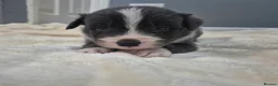 Border Collie dogs for sale: 🐾 Border Collie Puppies Available! ❤️ - Advert 6