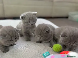 British Shorthair cats Pedigree GCCF Registered Chunky British Shorthair - Advert 14
