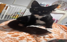 Domestic Shorthair cats for sale: Beautiful tortoiseshell domestic shorthair kitten - Image 7