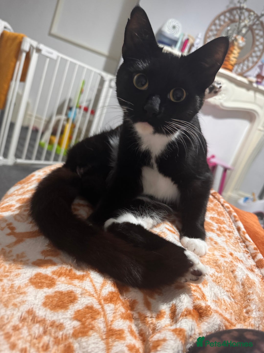 Domestic Shorthair cats for sale: Beautiful tortoiseshell domestic shorthair kitten - Image 7