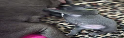 Staffordshire Bull Terrier dogs for sale: 5 Pure Blue Staffordshire Bull terrier puppies - Advert 8