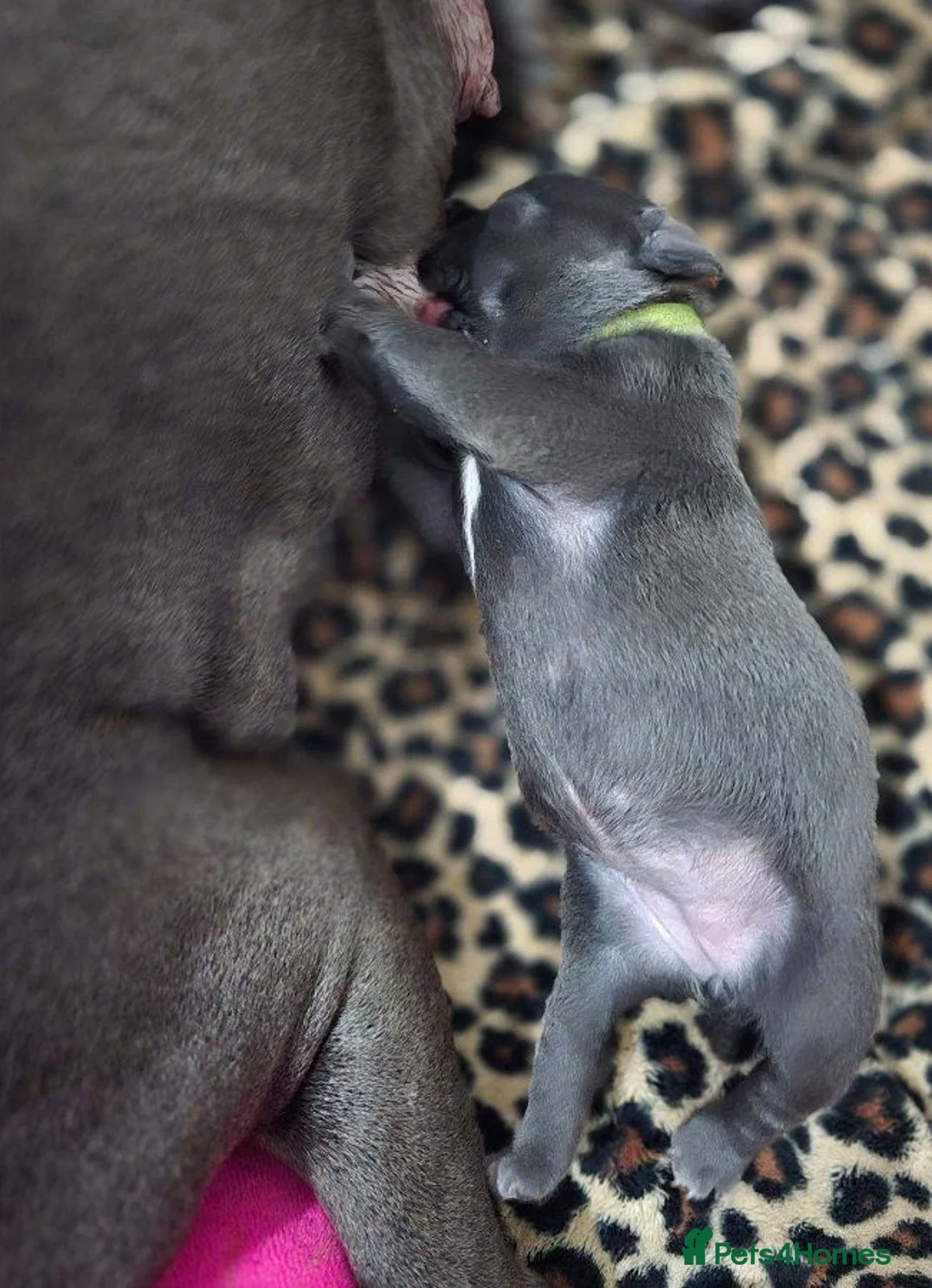Staffordshire Bull Terrier dogs for sale: 5 Pure Blue Staffordshire Bull terrier puppies - Advert 8