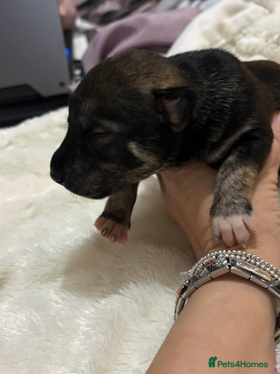 Mixed Breed dogs for sale: Husky staffy cross puppy - Advert 8