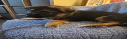 German Shepherd dogs for sale: Long haired German shepherd pups  - Advert 34