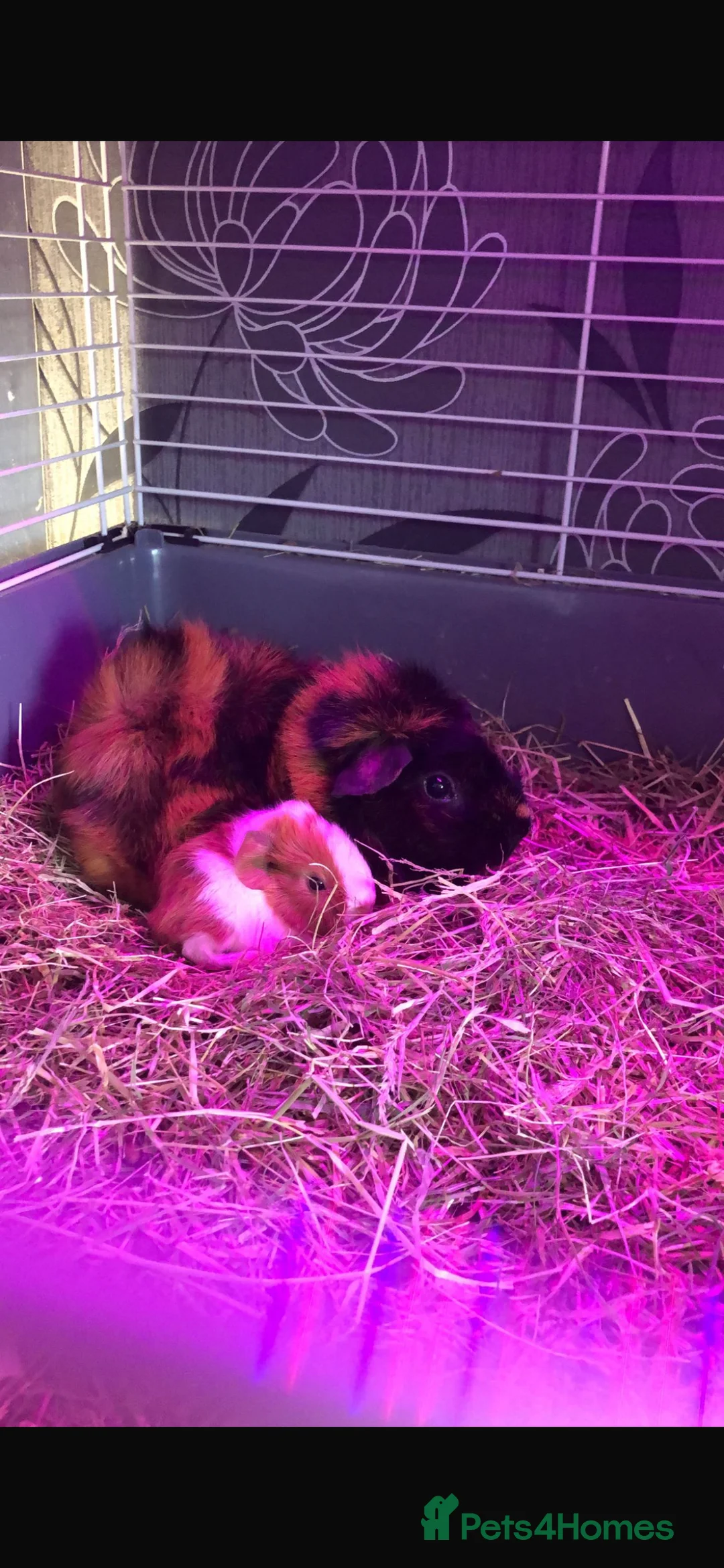 Guinea Pig rodents for sale: Lots of girls looking  - Advert 1