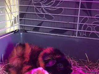 Guinea Pig rodents Baby girls ready :) & boys ready 2 reserve - Advert 13