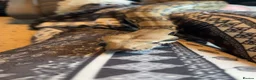 Snake reptiles for sale: 3/4 year old boa constrictor  in Clacton-on-Sea - Advert 1