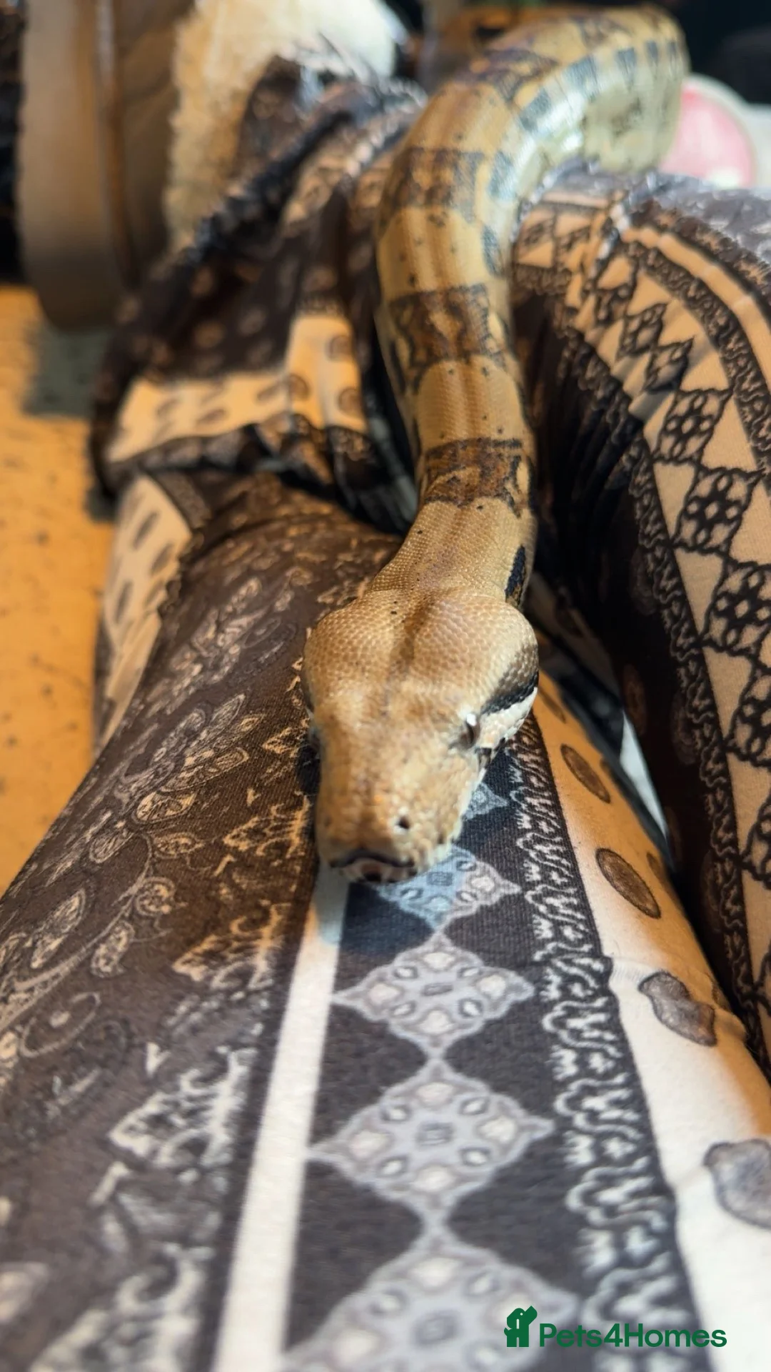 Snake reptiles for sale: 3/4 year old boa constrictor  in Clacton-on-Sea - Advert 1
