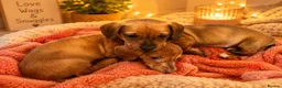 Dachshund dogs for sale: Dachshund puppies  - Advert 1