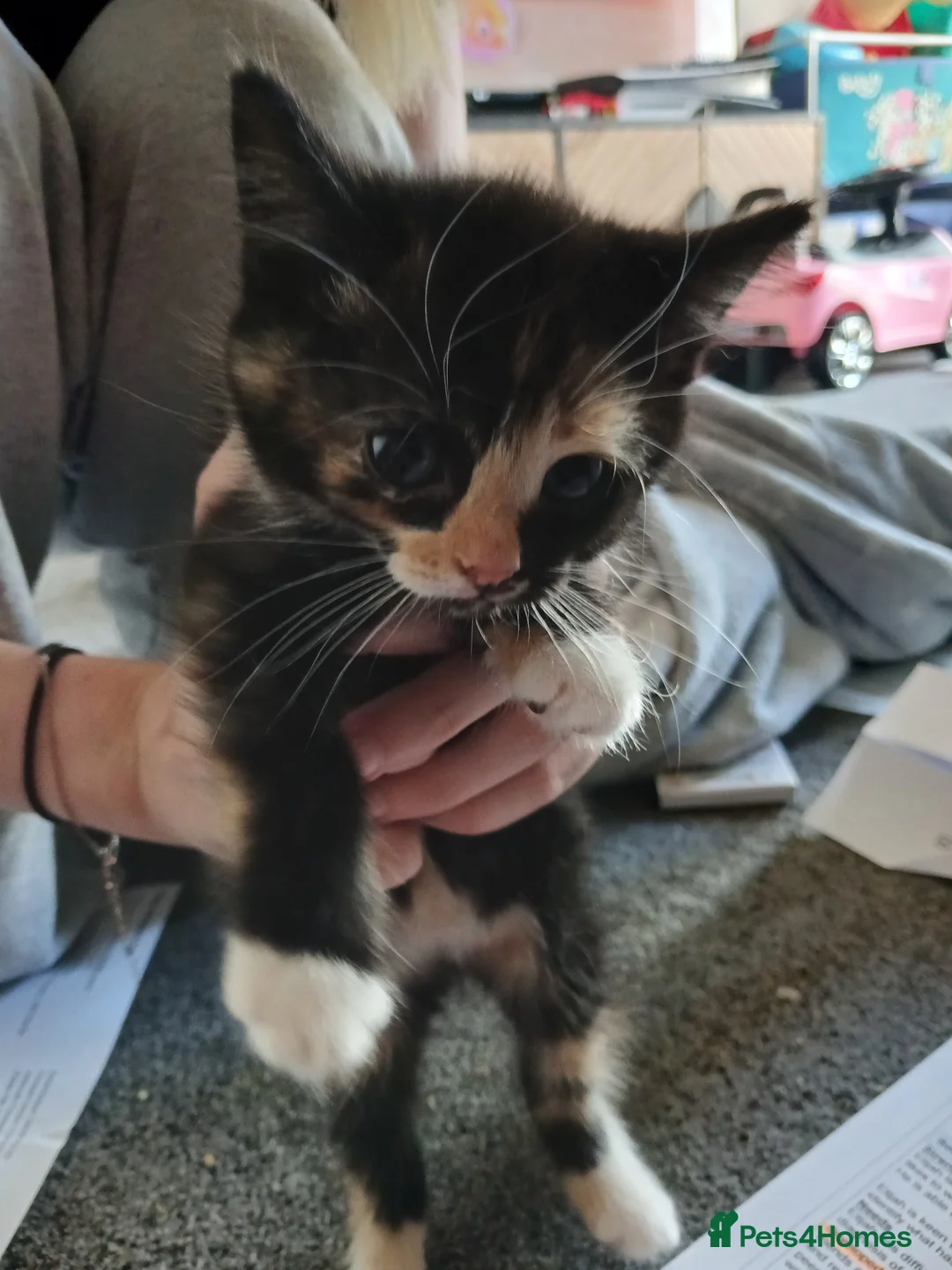Mixed Breed cats for sale: 1 ginger male and 1 tortir girl - Advert 3