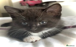 Mixed Breed cats for sale: Delightful mix-breed Siamese-black tabby-kittens - Image 31