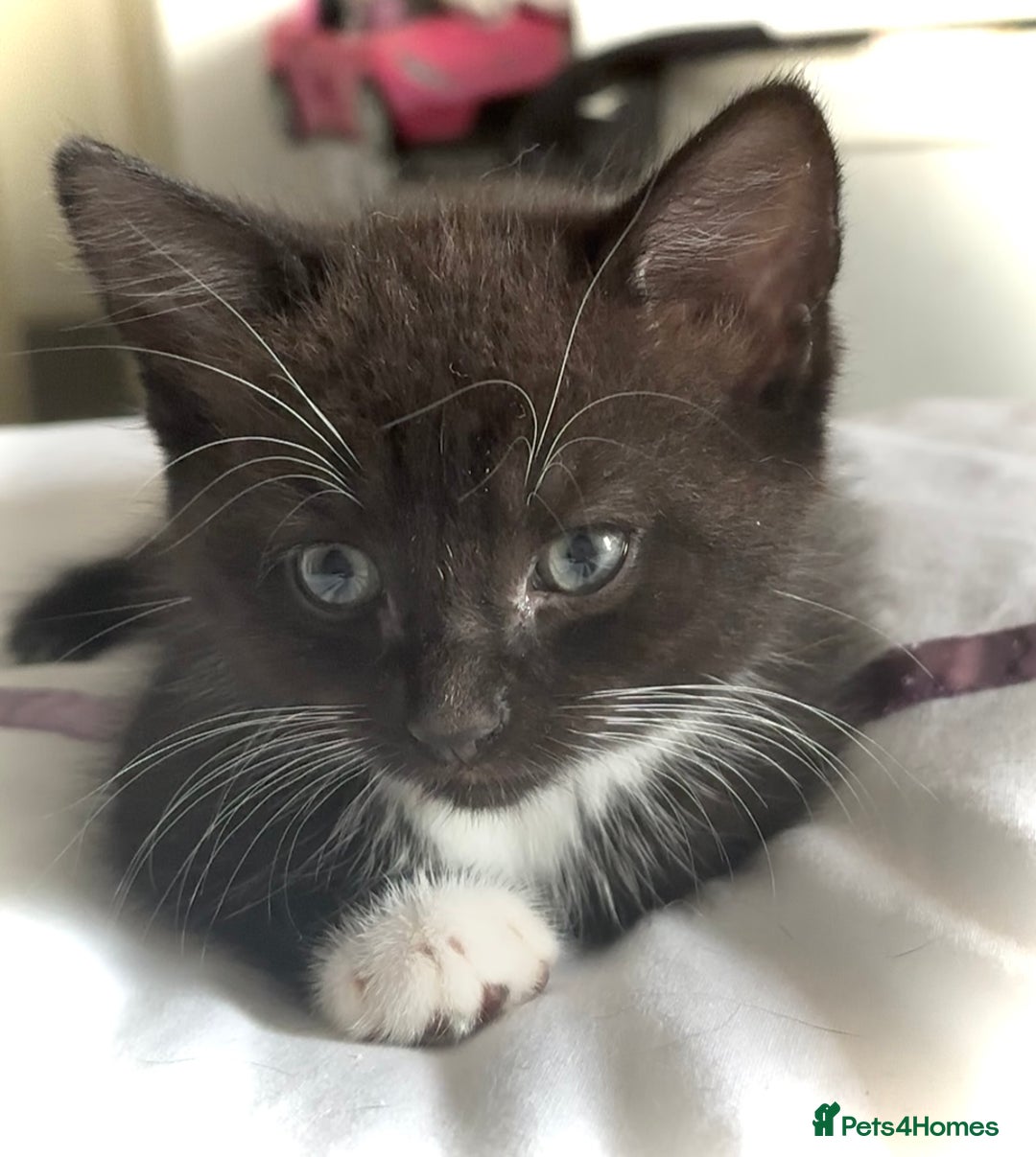 Mixed Breed cats for sale: Delightful mix-breed Siamese-black tabby-kittens - Image 31
