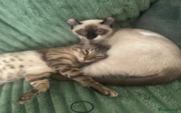 Sphynx cats for sale: Sphynx Brothers  - Image 5